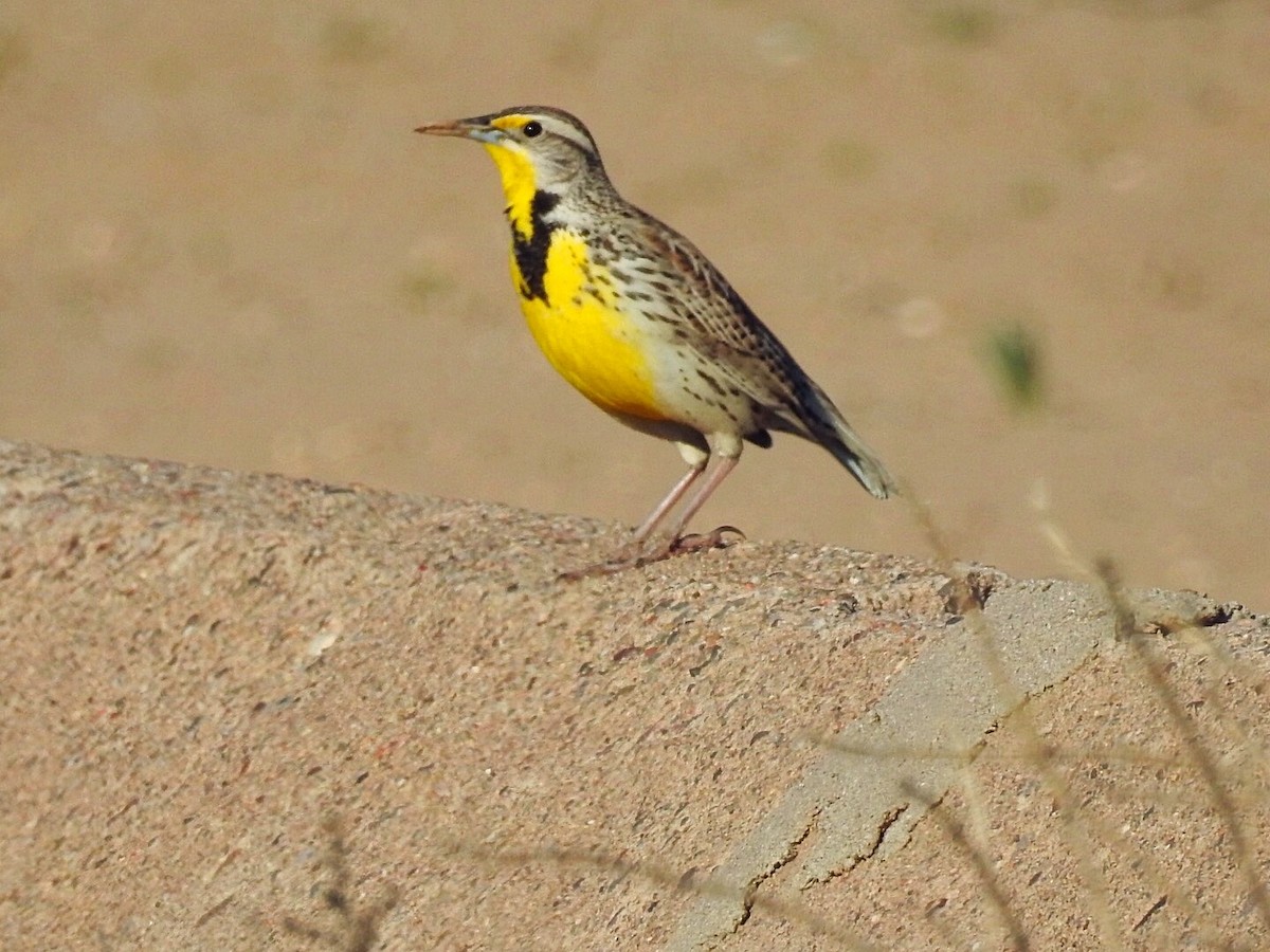 Western Meadowlark - ML211347851