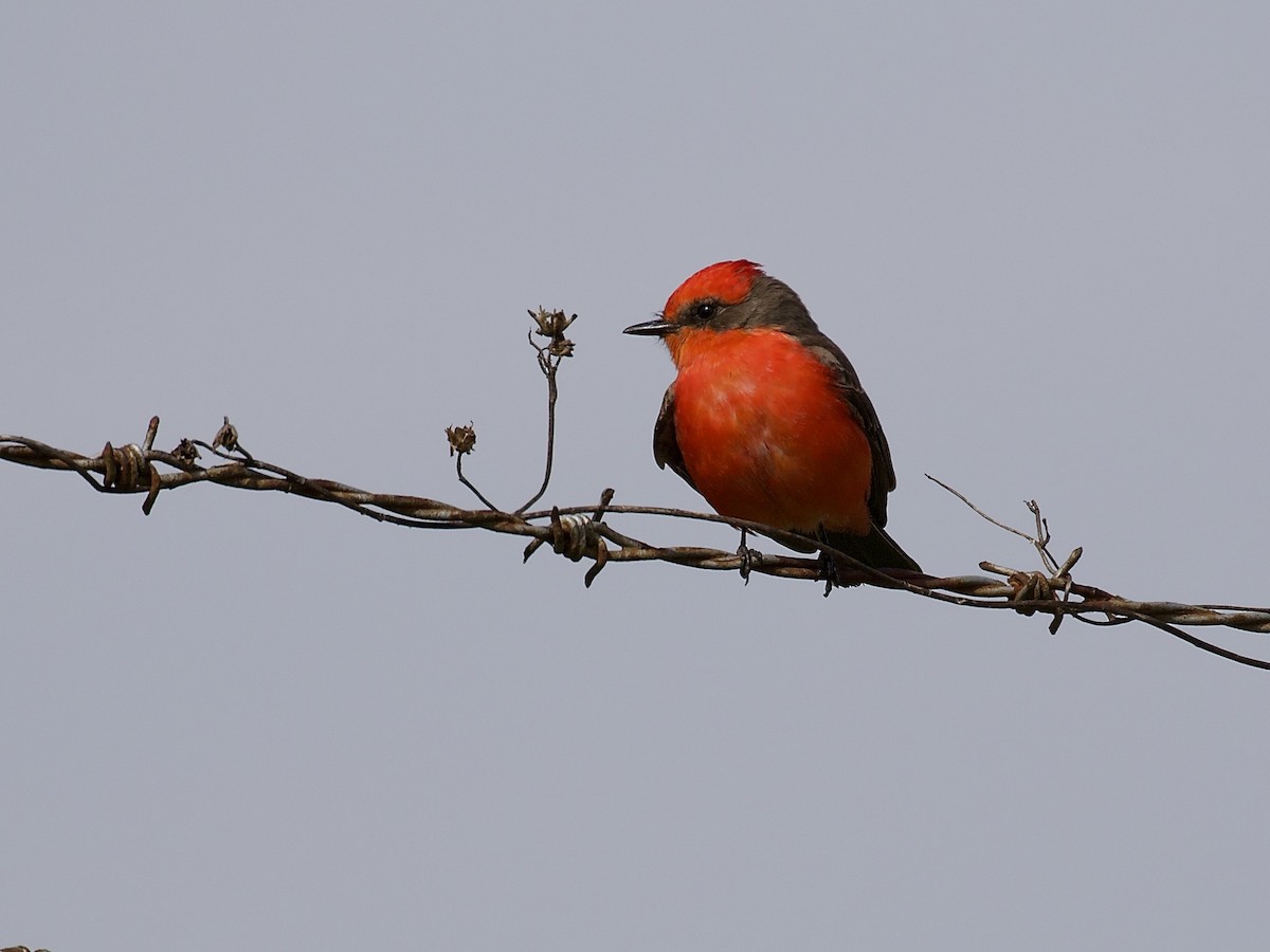 Vermilion Flycatcher - ML211347921