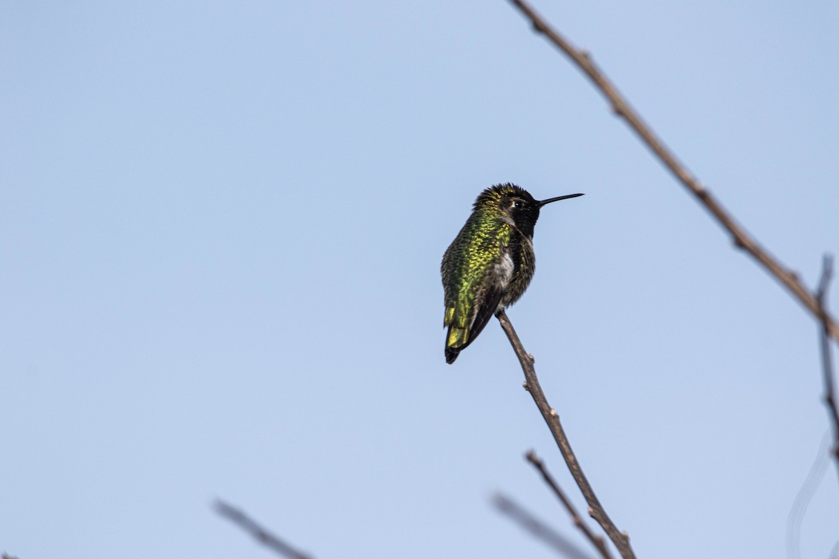 rødmaskekolibri - ML211347931