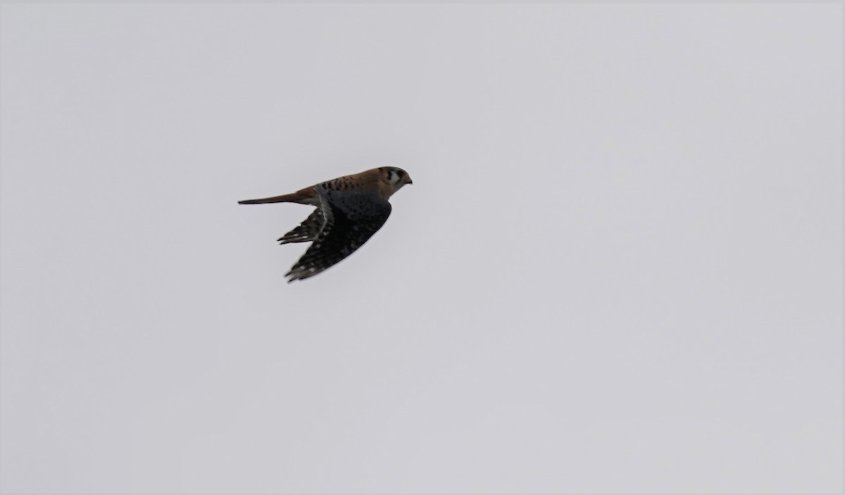 American Kestrel - Sunil Thirkannad