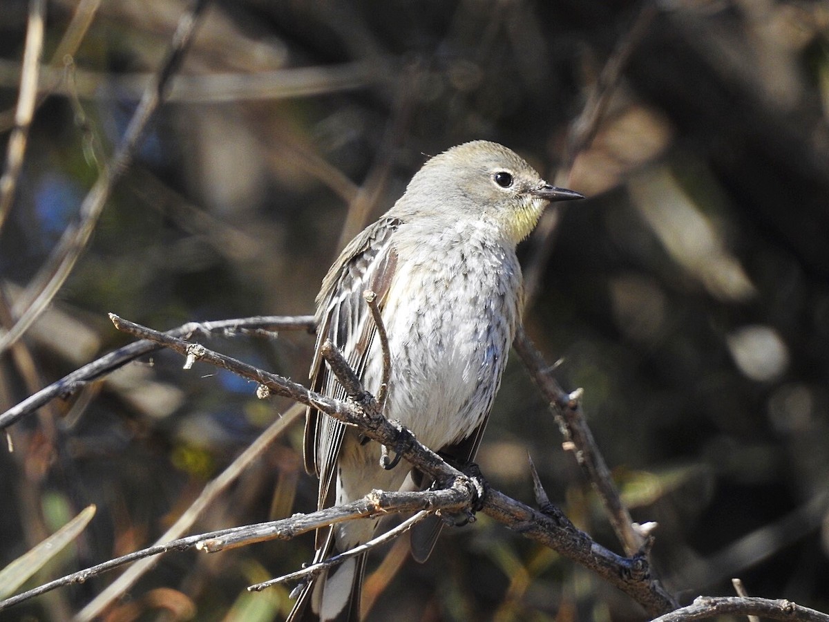 Yellow-rumped Warbler - ML211348081