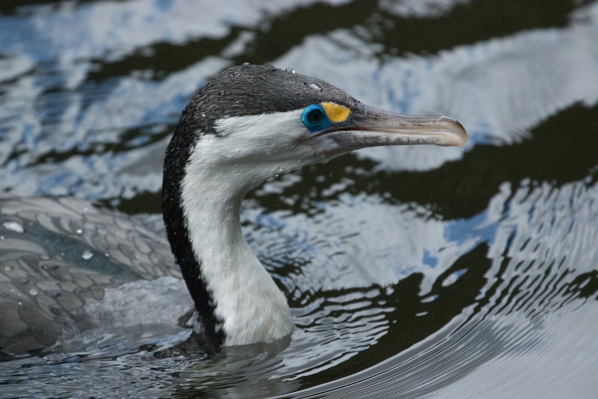 Pied Cormorant - ML211348161