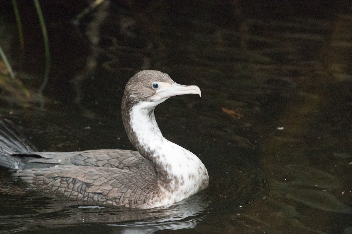 Cormorán Pío - ML211348171