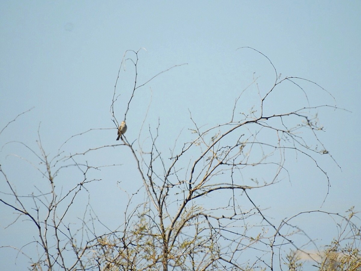 Brewer's Sparrow - ML211348301