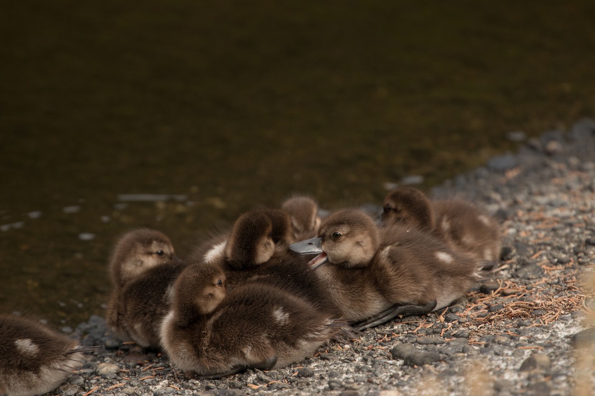 New Zealand Scaup - ML211348401