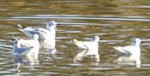 Mouette rieuse - ML211348551