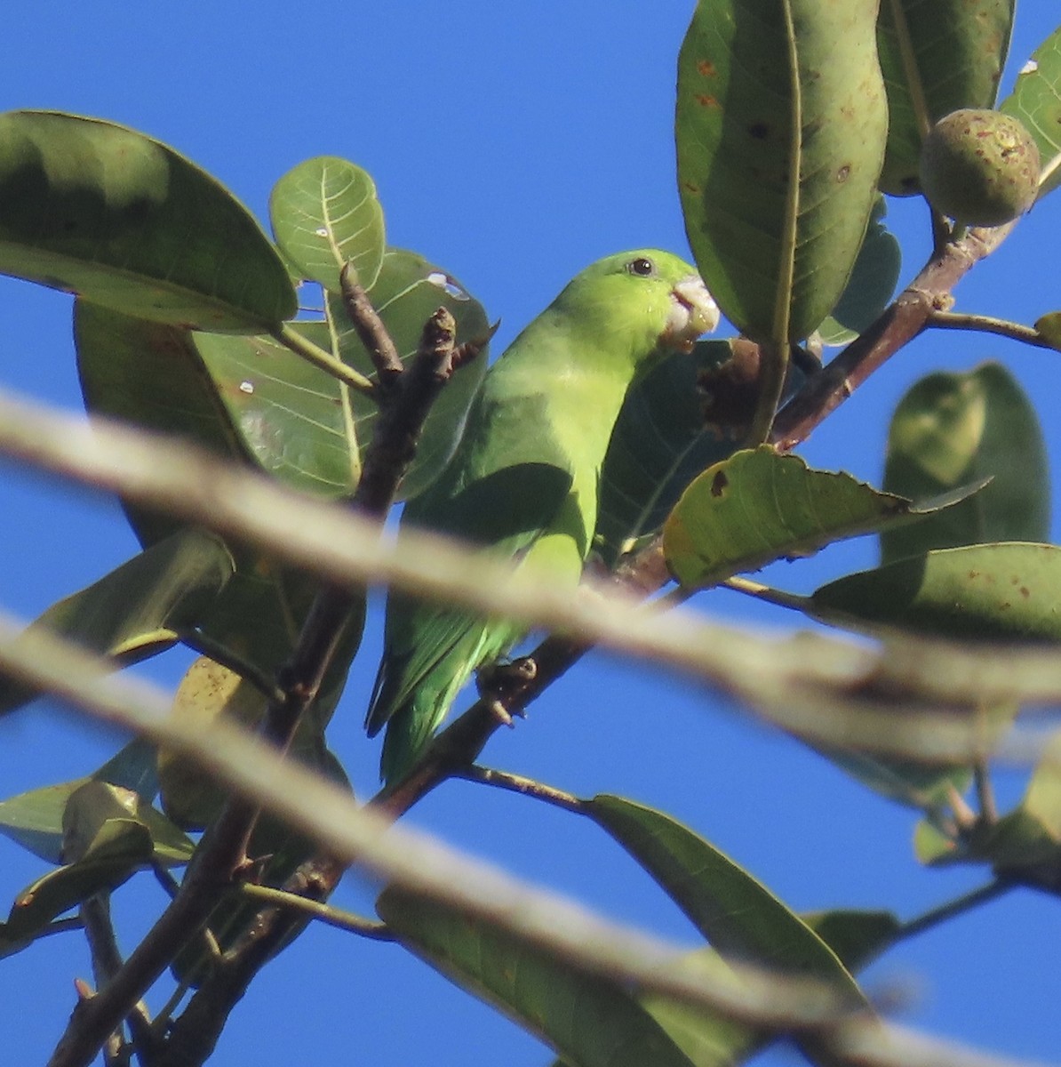 Mexican Parrotlet - ML211348641