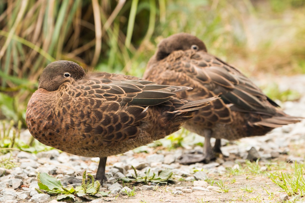 Brown Teal - Dan Burgin