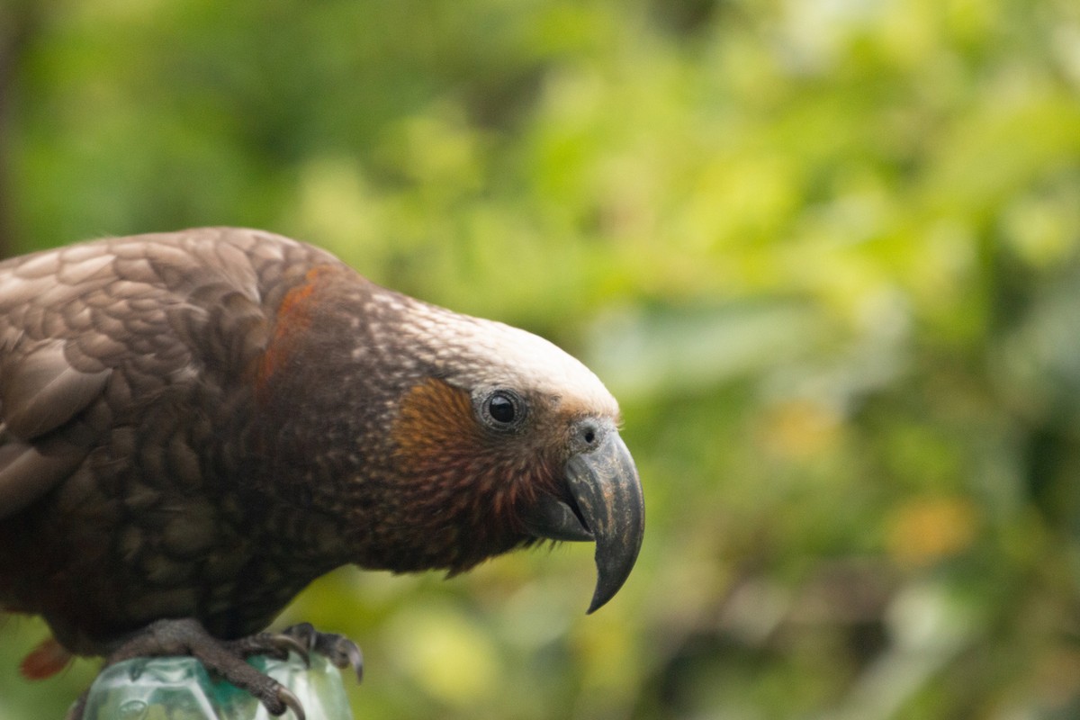 New Zealand Kaka - ML211349391