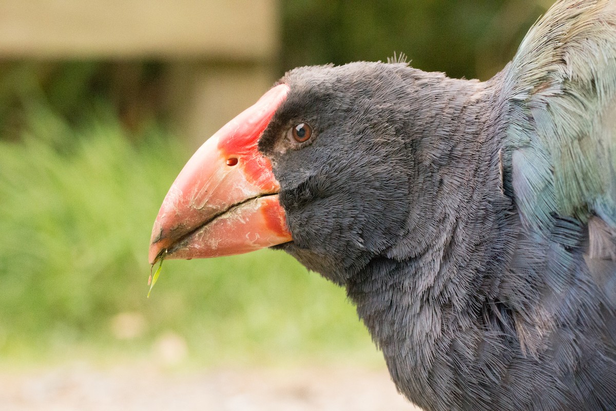 Calamón Takahe - ML211349531