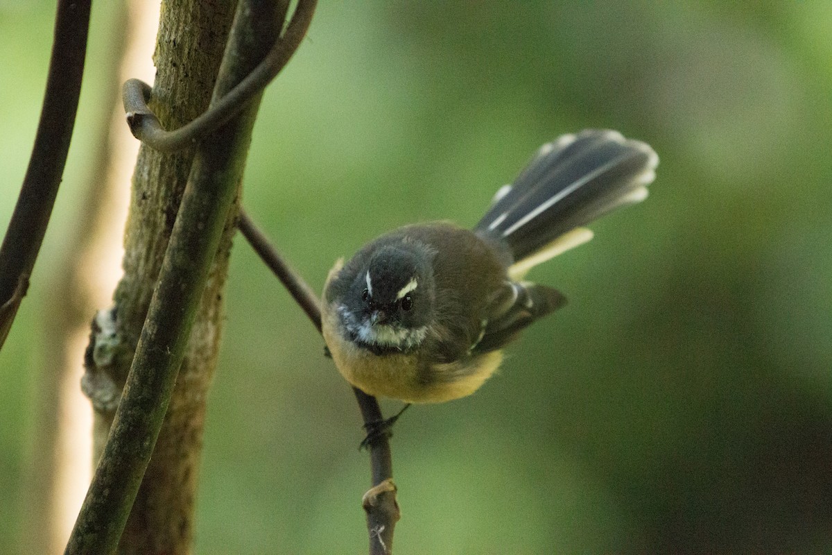 New Zealand Fantail - Dan Burgin