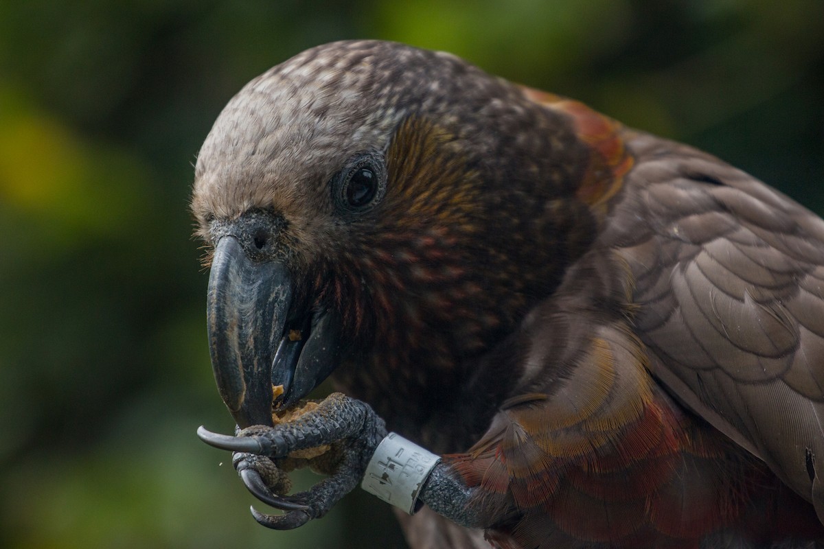 New Zealand Kaka - ML211349711