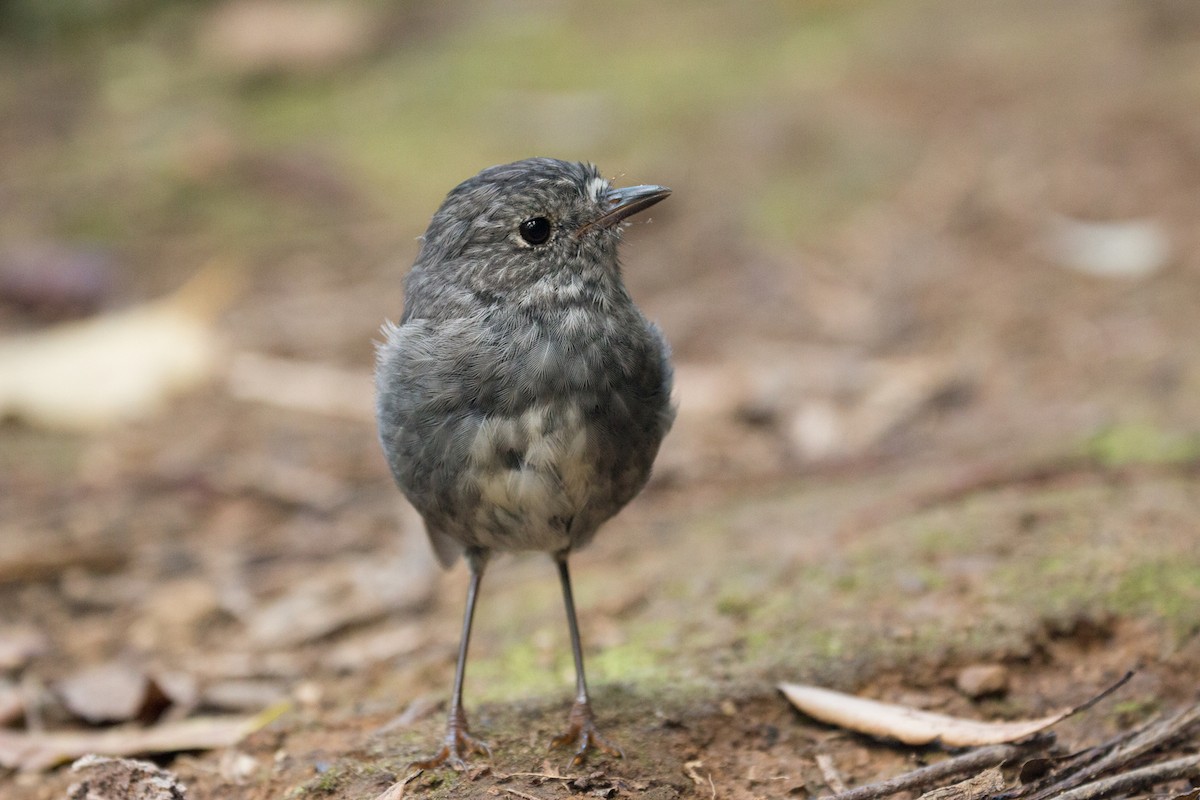 North Island Robin - ML211349851