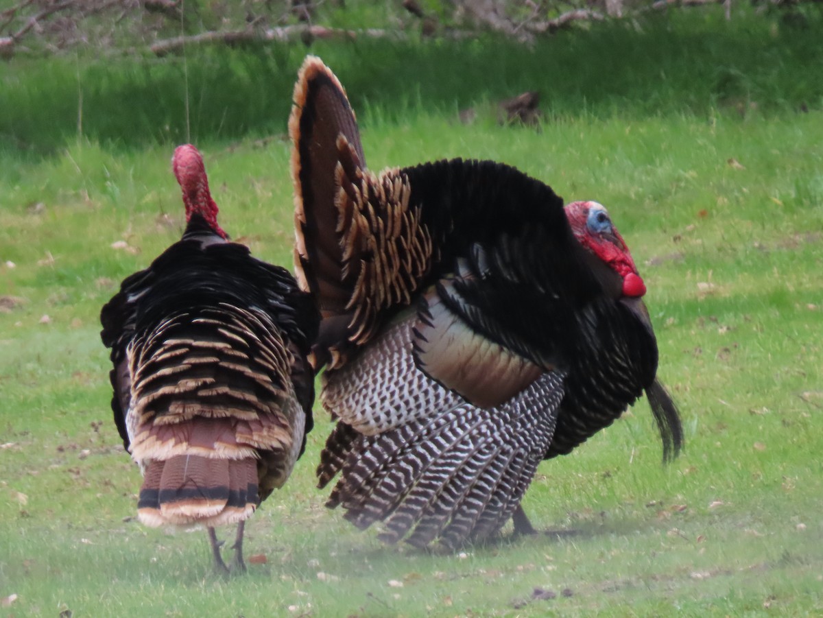 Wild Turkey - ML211350741