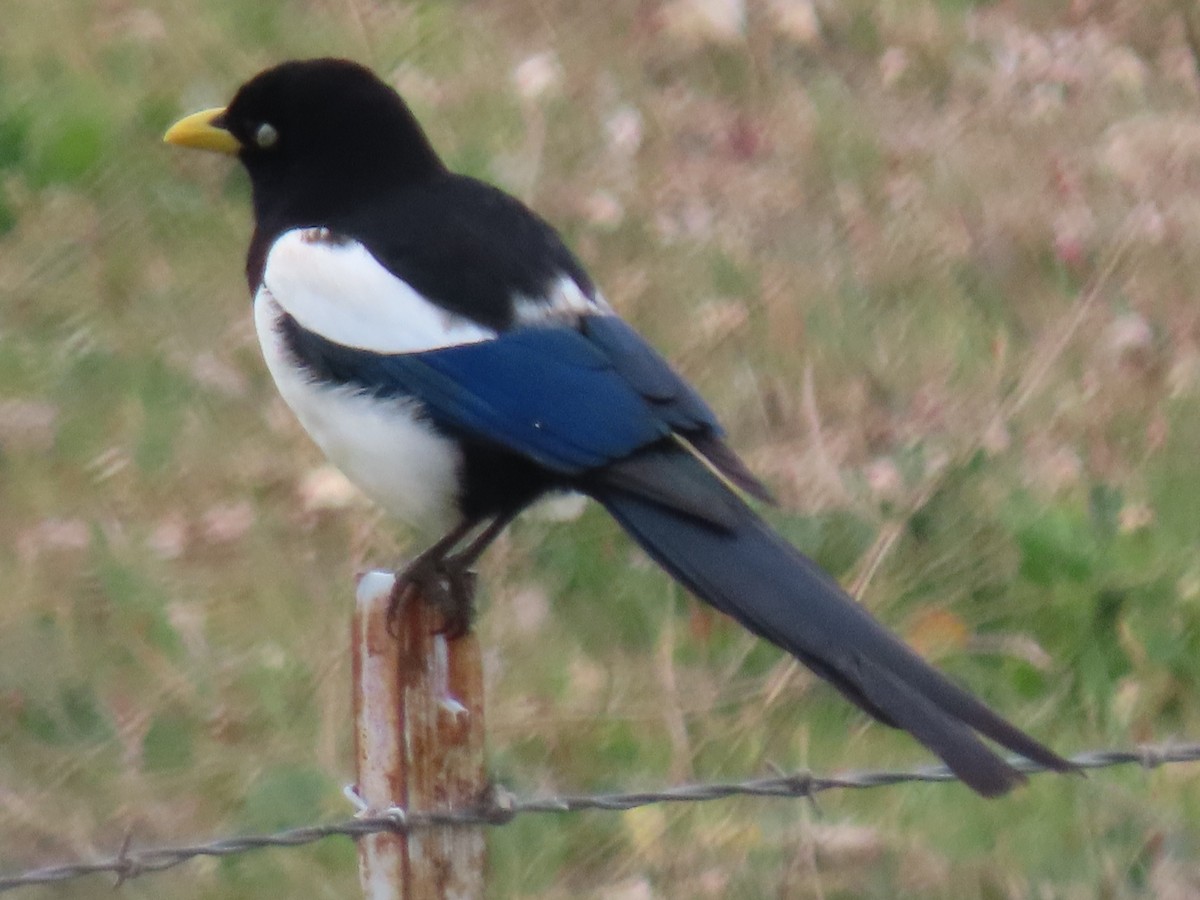 Yellow-billed Magpie - Anonymous
