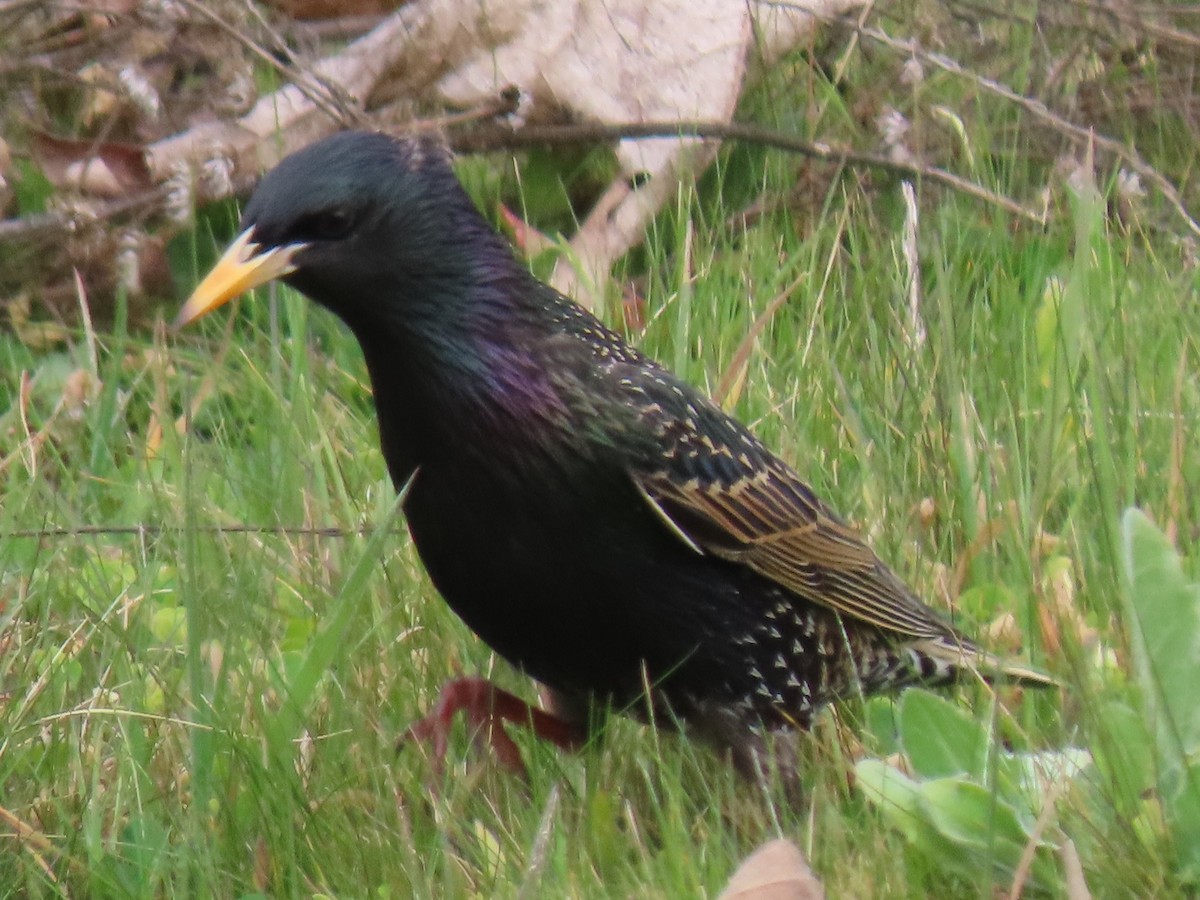 European Starling - Anonymous