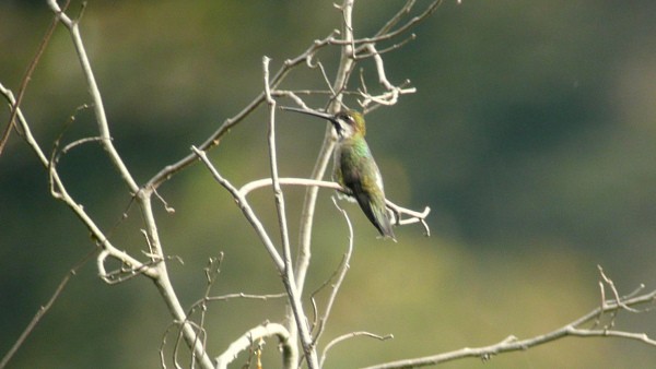 kolibřík hvězdohrdlý - ML21135591