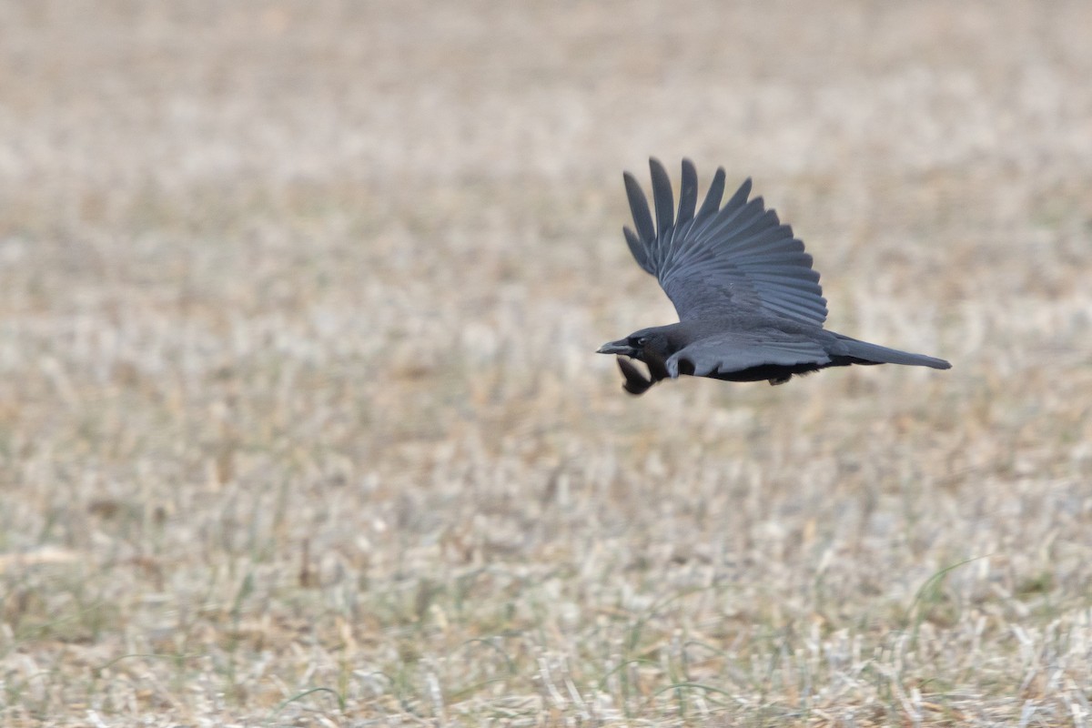 American Crow - ML211356251