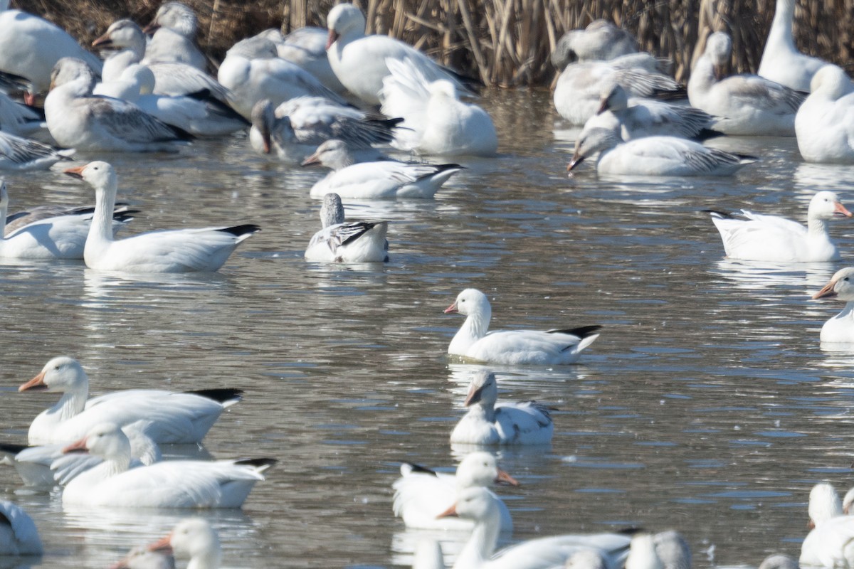 Ross's Goose - ML211356301