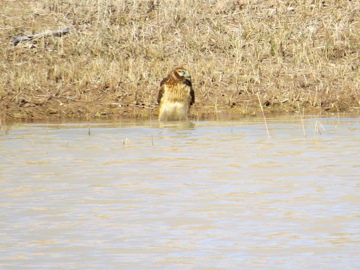 Northern Harrier - ML211356651