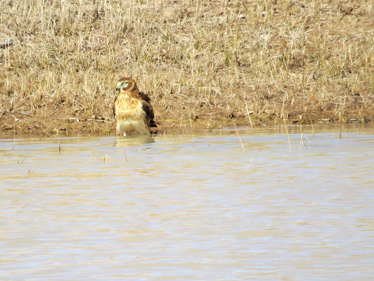 Northern Harrier - ML211356751