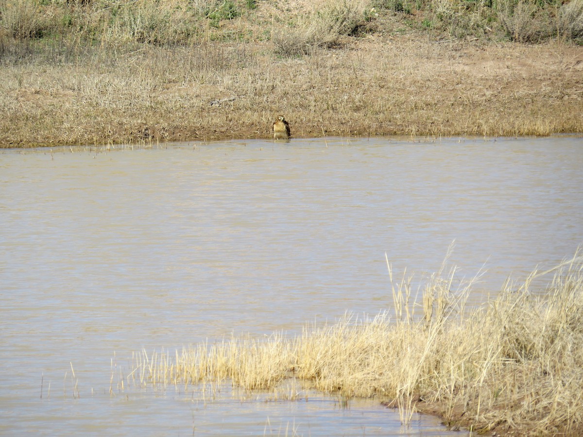 Northern Harrier - ML211356901