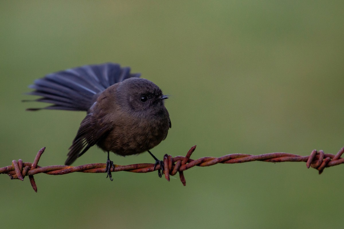New Zealand Fantail - Dan Burgin