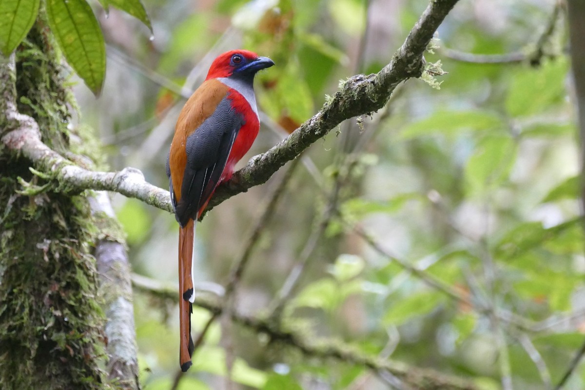 Trogón de Borneo - ML21135961