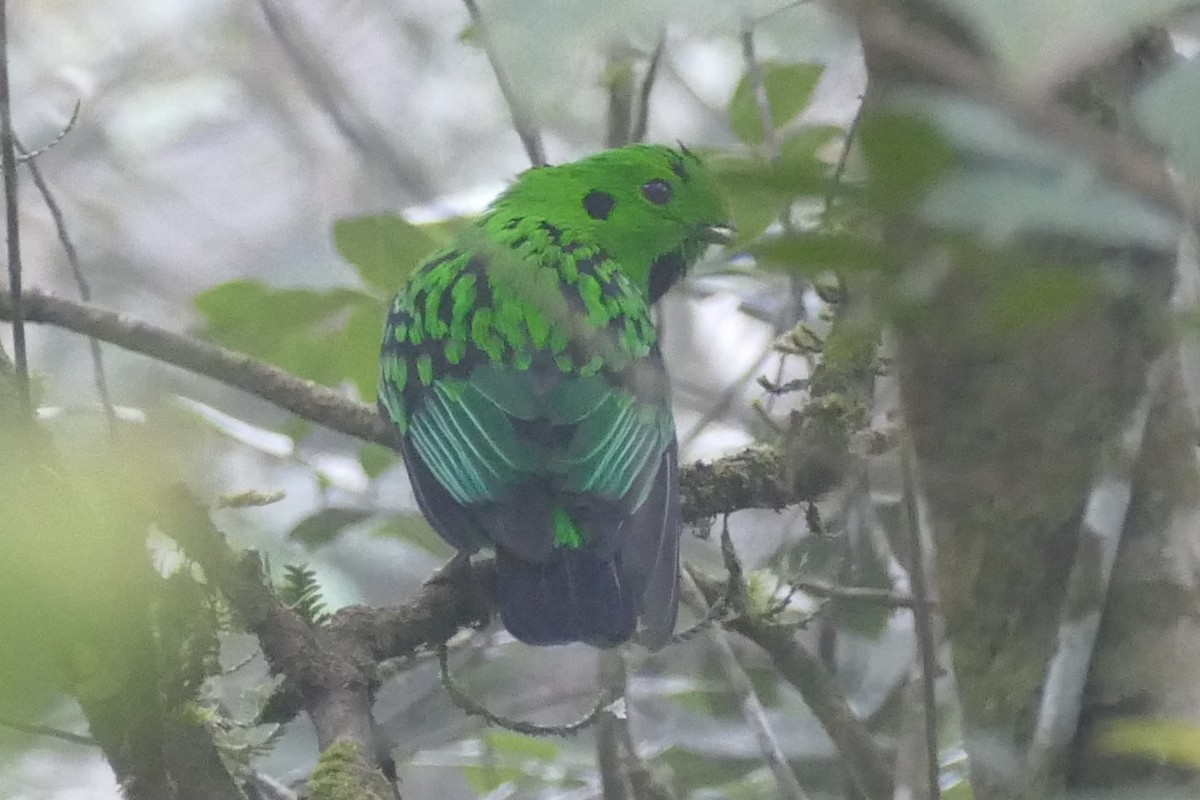 Whitehead's Broadbill - ML21135971