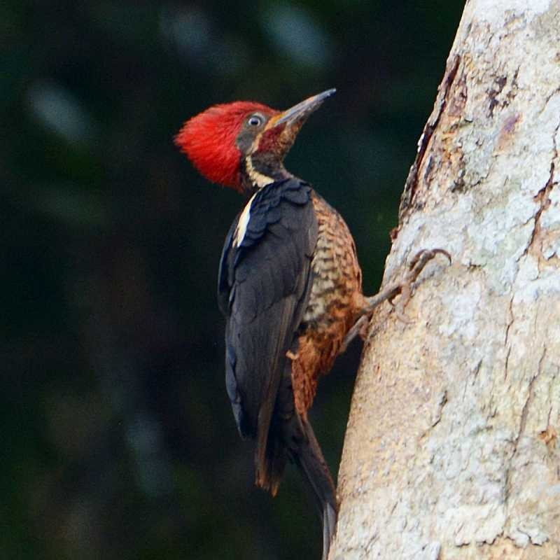 Lineated Woodpecker - ML211359721