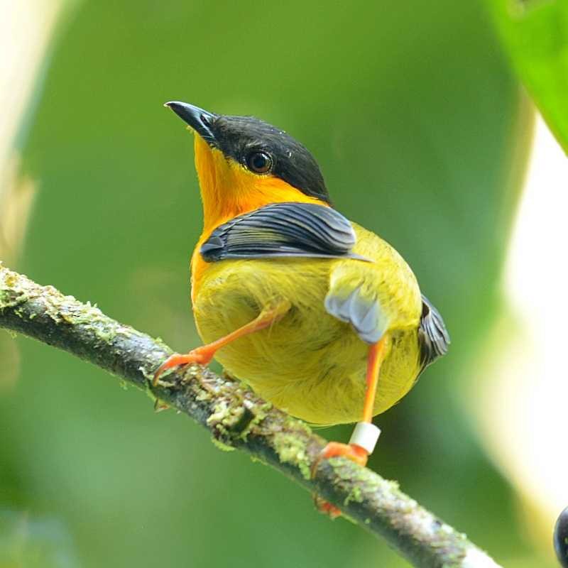 Orange-collared Manakin - ML211360041