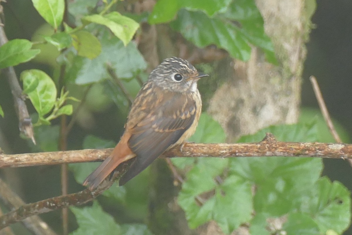 Ferruginous Flycatcher - ML21136041