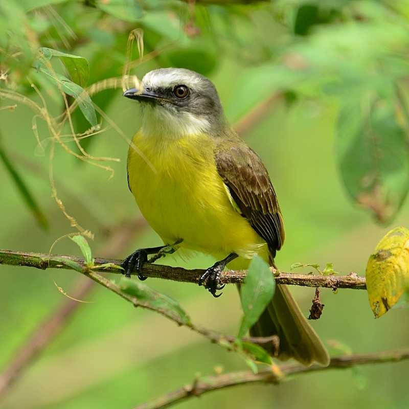 Gray-capped Flycatcher - ML211360971