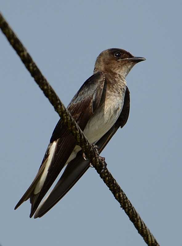 Gray-breasted Martin - Jay Wilbur