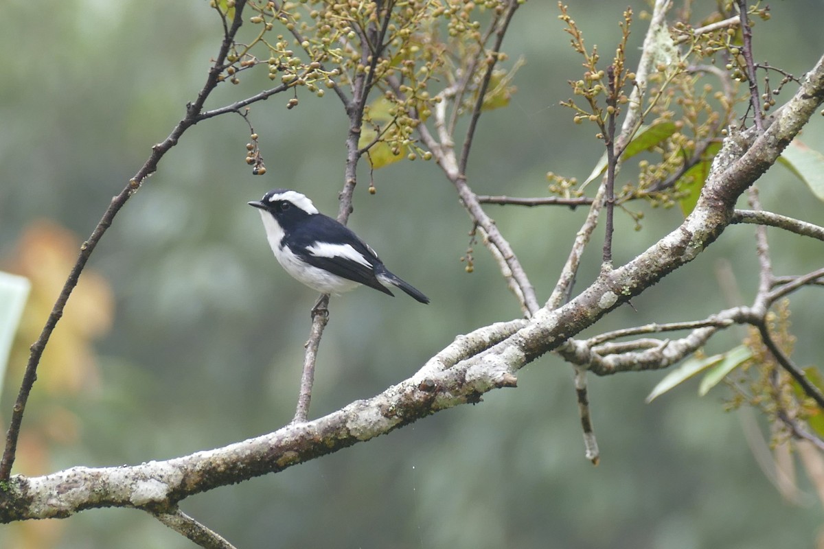 Little Pied Flycatcher - Noah Strycker