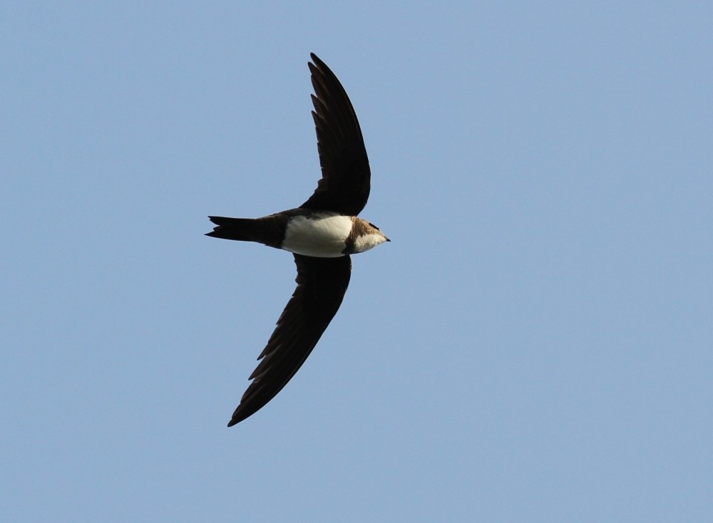 Alpine Swift - ML211361241