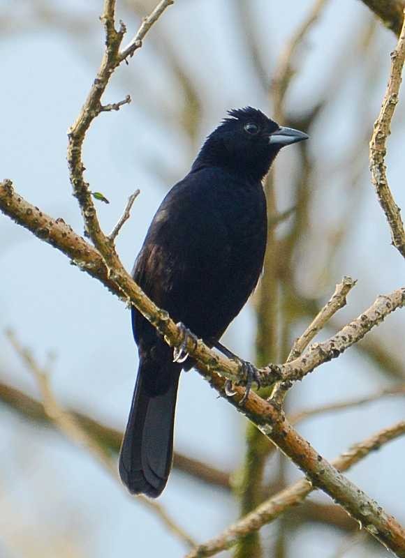 White-lined Tanager - ML211361271