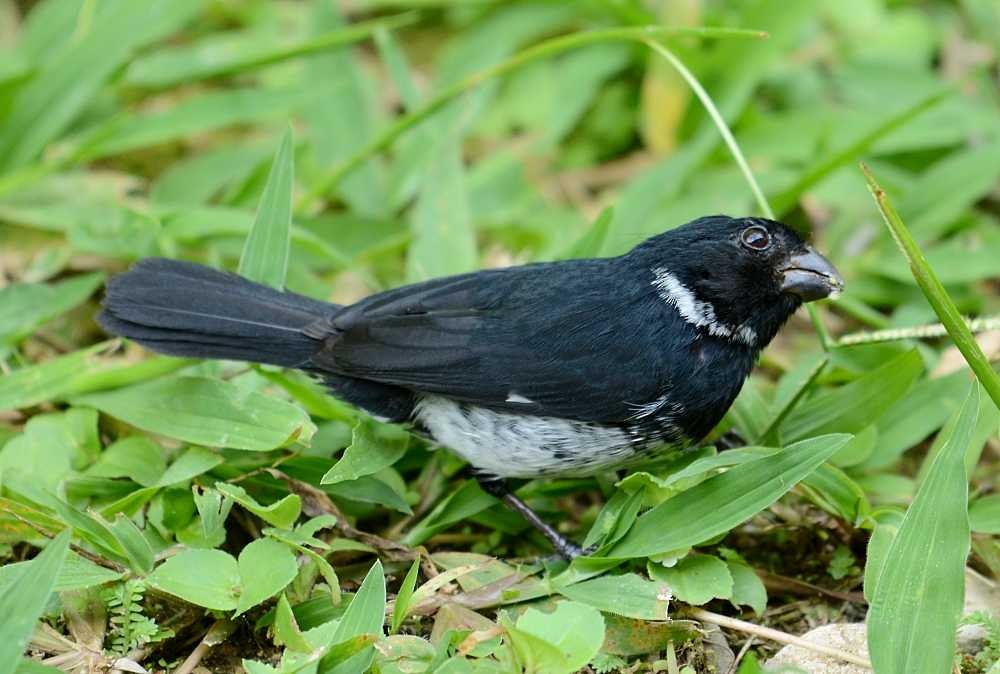 Variable Seedeater - ML211361371