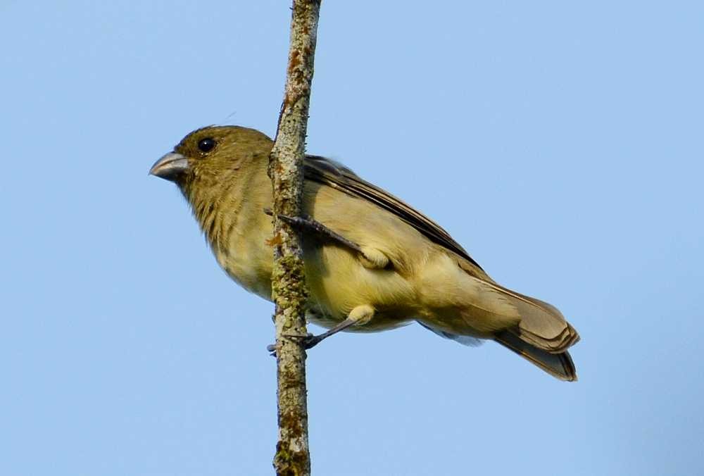 Yellow-bellied Seedeater - ML211361421