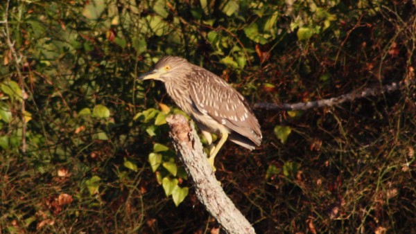 Black-crowned Night Heron - ML21136211