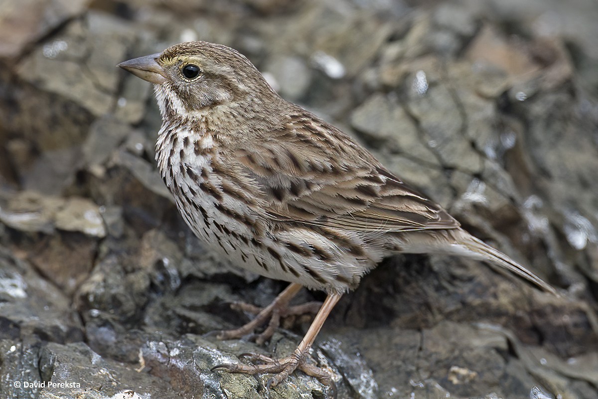 Savannah Sparrow (San Benito) - David Pereksta