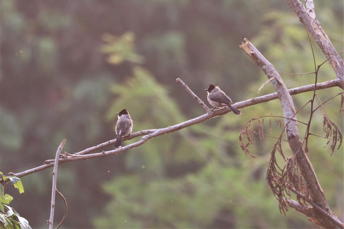 Sooty-headed Bulbul - ML211362511