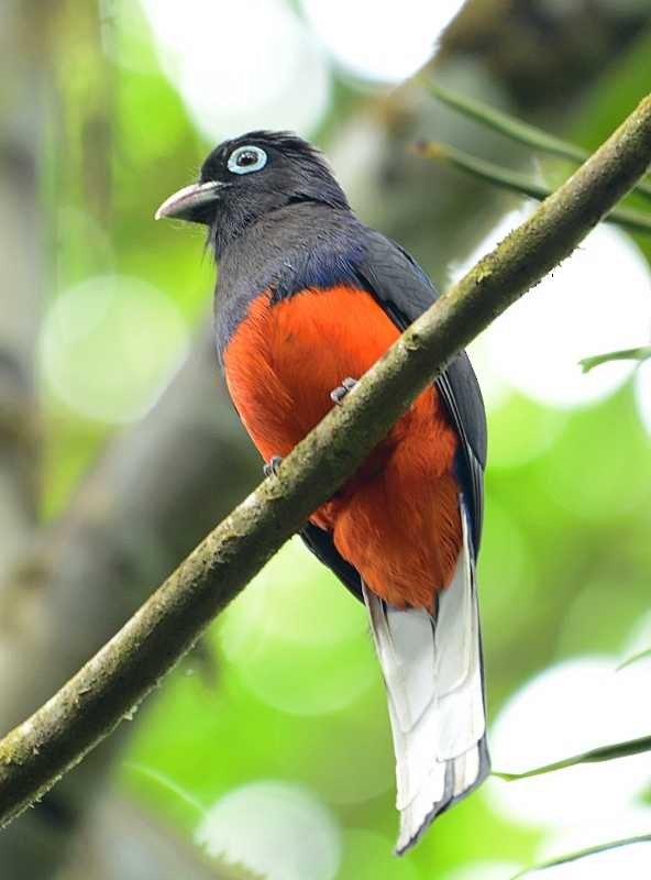 Baird's Trogon - ML211362791