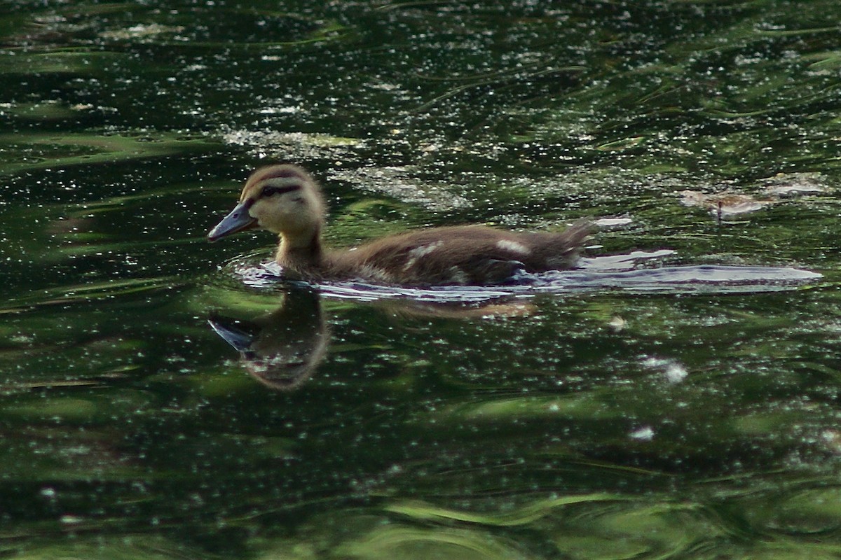 Mallard - Ed Gaillard