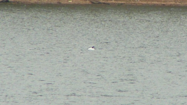Common Goldeneye - ML21136321