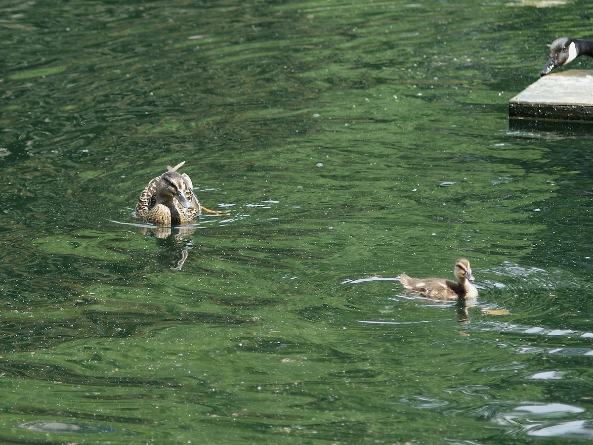 Canard colvert - ML211363331