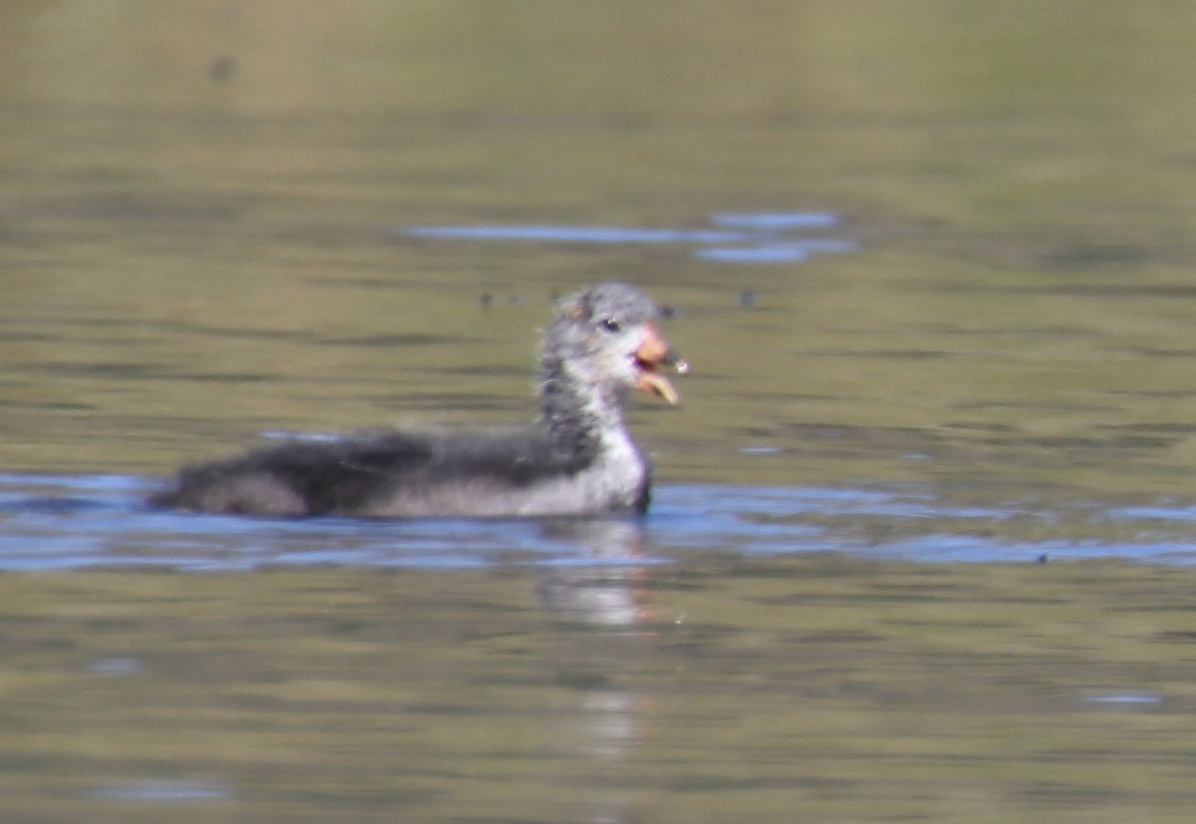 American Coot - ML211365021