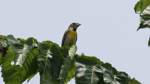 Dickcissel - ML21136511