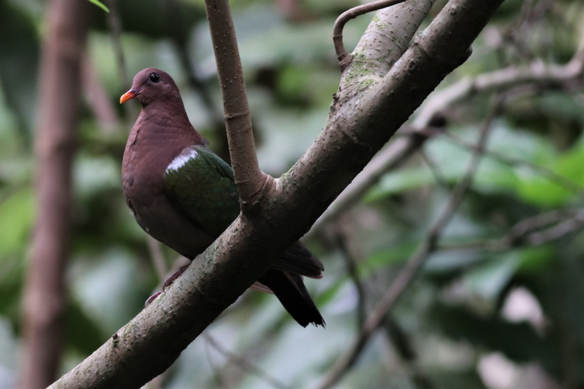 Pacific Emerald Dove - ML211365921