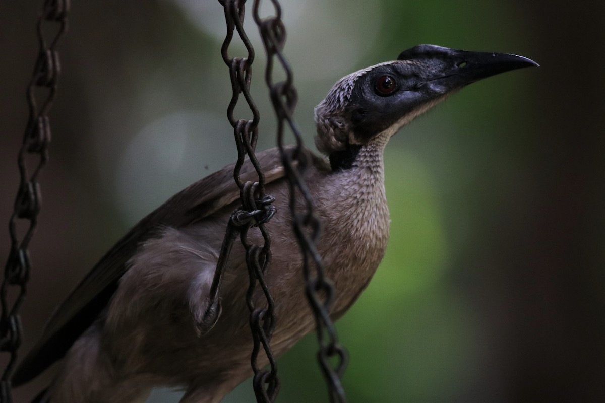 Helmeted Friarbird (Hornbill) - ML211365971